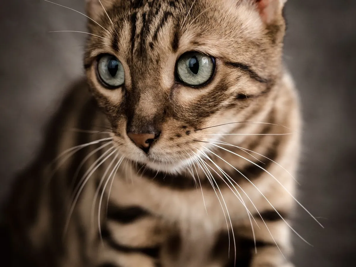 Foto de Bengalí