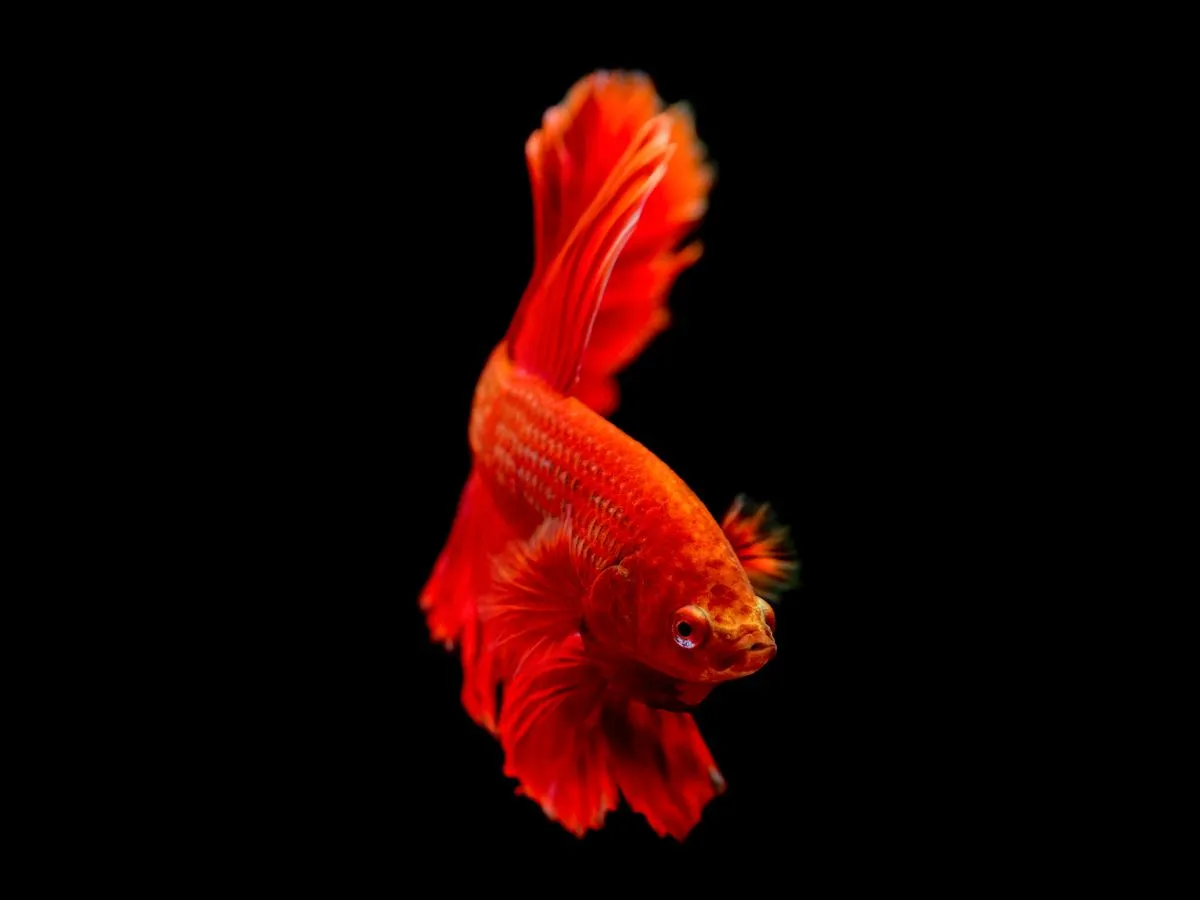 Foto de Pez Betta
