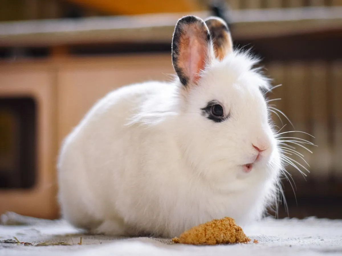 Foto de Conejo