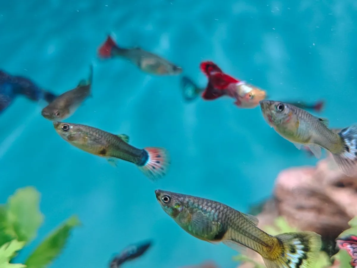 Foto de Guppy