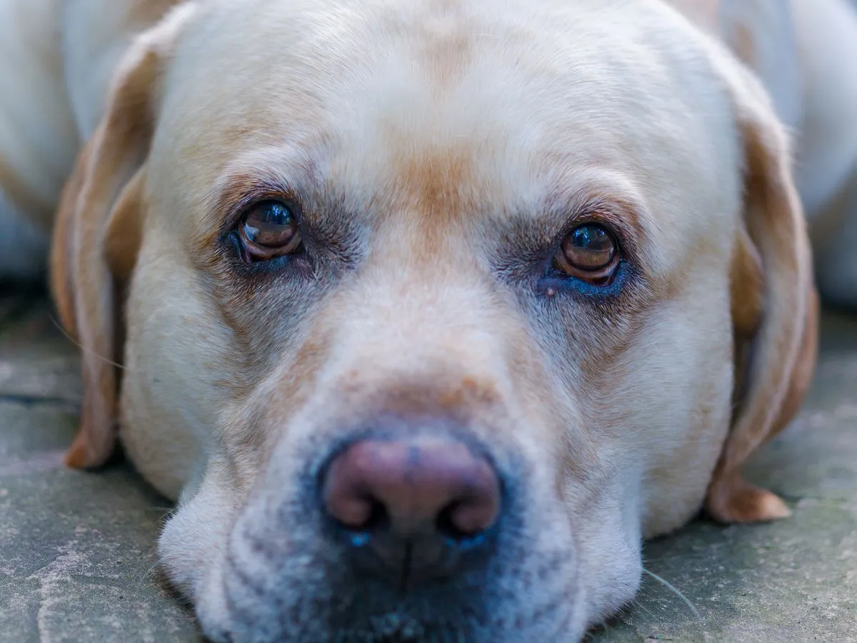 Foto de Labrador Retriever