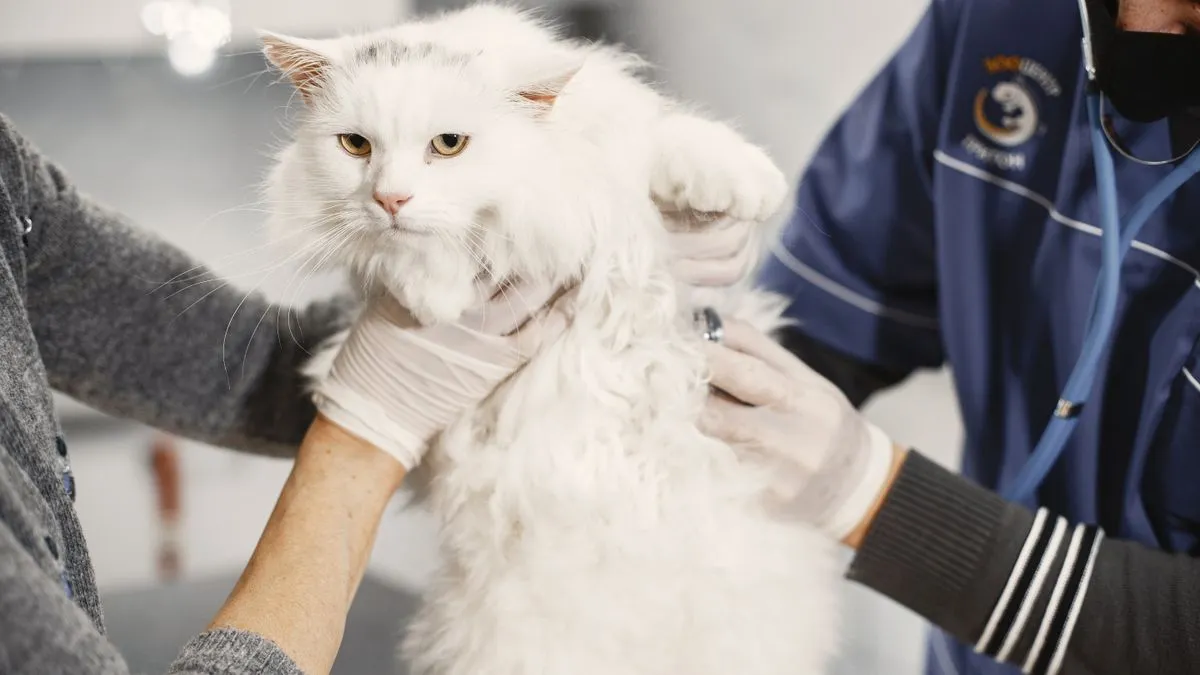 Leucemia felina (VLeF): síntomas, contagio y prevención