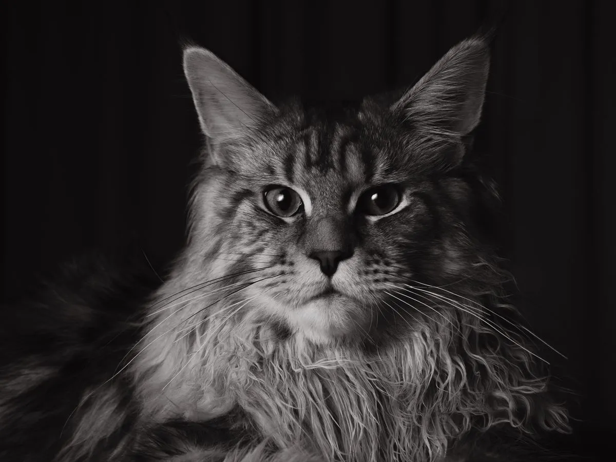 Foto de Maine Coon