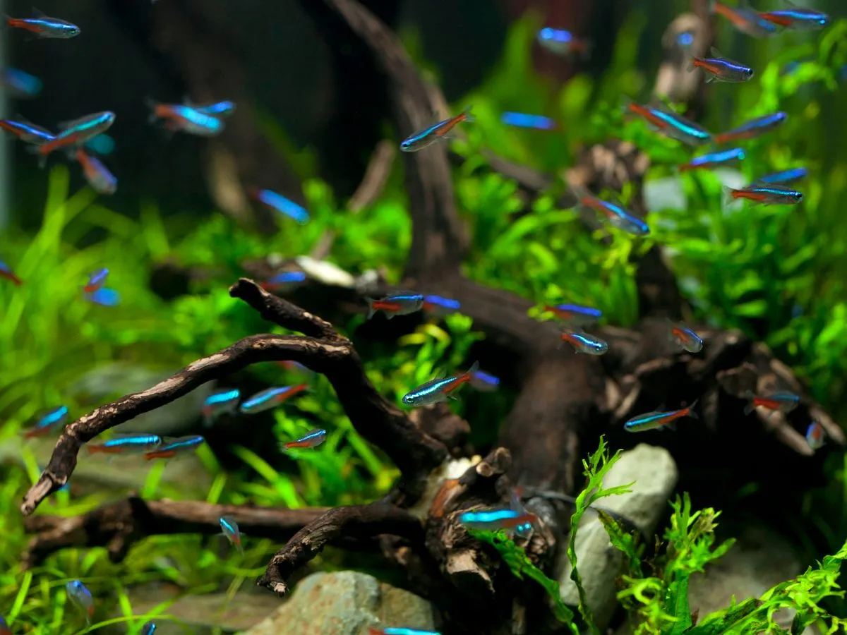 Foto de Tetra Neón
