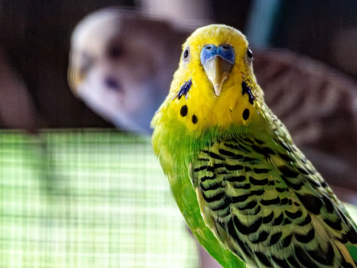 Foto de Periquito australiano