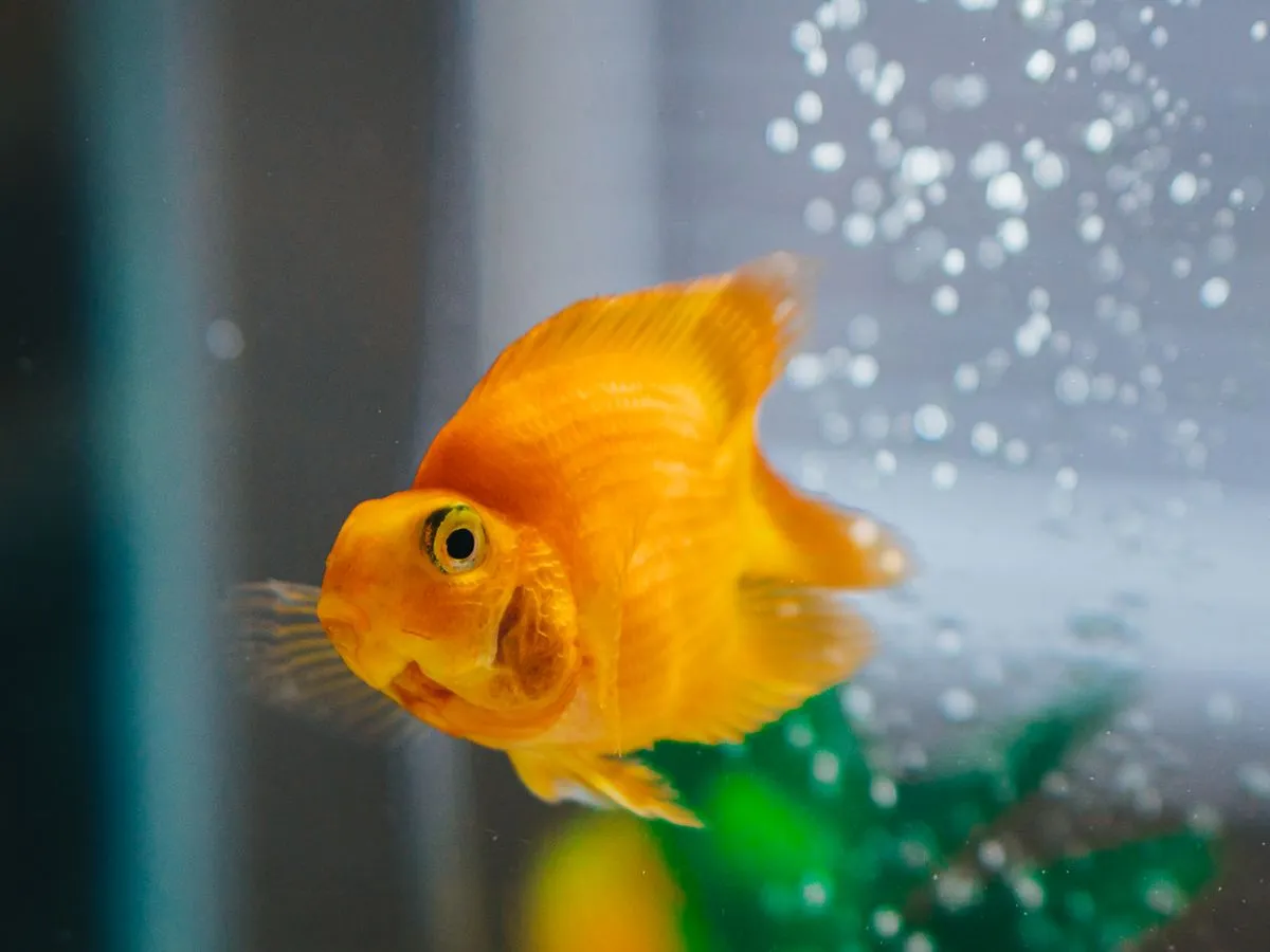 Foto de Pez dorado (Goldfish)