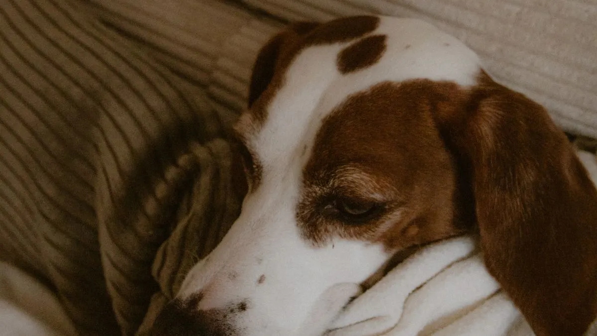 ¿Por qué vomita mi perro? Causas y cuándo preocuparse